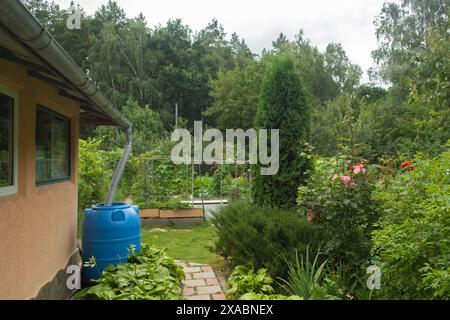 Blue rainwater barrel connected to a downspout on the side of a rural house, surrounded by lush green foliage and garden path. Rain water harvesting a Stock Photo