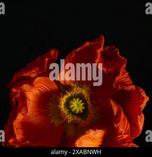 Macro orange-red poppy on a black square background. Extreme flower close-up. Low key aesthetics photo. Stock Photo