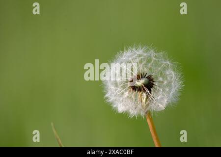 Dandelion, dandelion on the meadow Stock Photo