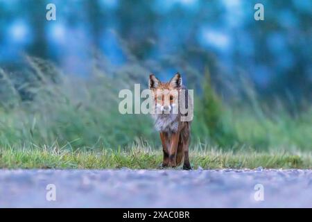 Fox with wet fur around the dirt road Stock Photo