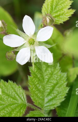 Vertical closeup on the white flower of the Pacific, California blackberry or dewberry, Rubus ursinus in Oregon Stock Photo