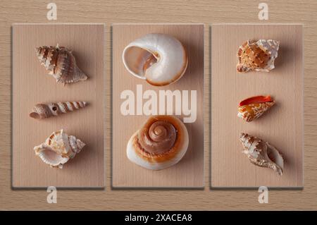 composition of sea shells, triptych of colorful natural shells of various shapes, armor, shell of sea creatures, top view, wooden background made of b Stock Photo
