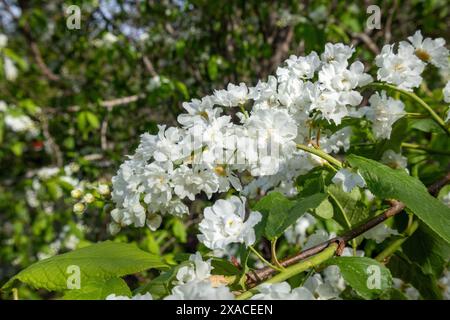 Prunus padus, bird cherry tree white flowers Stock Photo