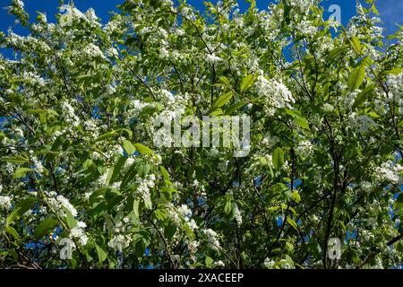 Prunus padus, bird cherry tree white flowers Stock Photo