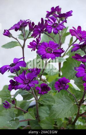 Blooming Purple flowers pericallis mandala Stock Photo