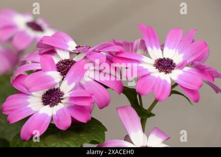 Blooming Pink flowers pericPink flowers pericallis mandala Stock Photo