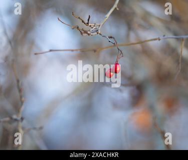 Fruit of Crataegus, commonly called hawthorn, quickthorn, thornapple, May-tree, whitethorn, Mayflower, hawberry. Red dot background. Winter background Stock Photo