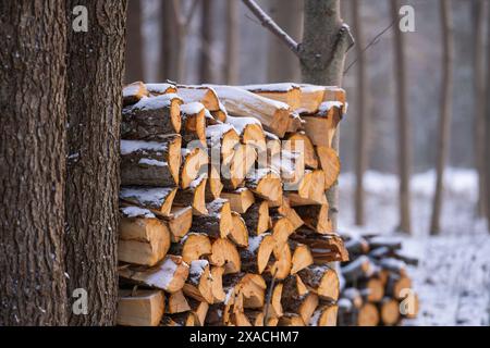 Wood cut and drying, ready to burn in fireplace or wood stove or a campfire. Firewood stacked for storage. Wood as a renewable source of energy. Stock Photo