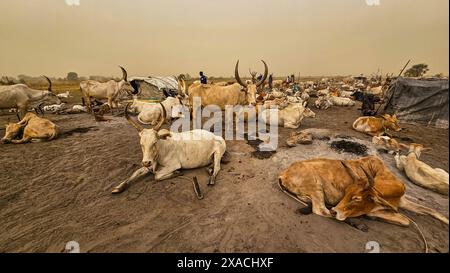 Dinka cattle camp, Bor, central region, South Sudan, Africa Copyright: MichaelxRunkel 1184-11461 Stock Photo