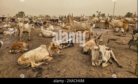 Dinka cattle camp, Bor, central region, South Sudan, Africa Copyright: MichaelxRunkel 1184-11469 Stock Photo