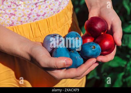 Woman holding a colorful assortment of fresh fruits, showcasing a healthy and vibrant lifestyle. Harvest of plums and peaches in hands Stock Photo
