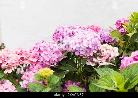 photography of pink and purple hydrangea flowers on branches with green leaves on a white painted wall background Stock Photo