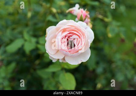 close-up photography of a yellow pink English rose flower with a bug inside on a blurred green foliage background Stock Photo