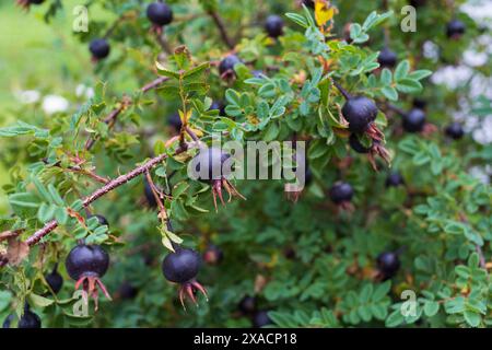 close-up photography of black rose hips, rose bush branch with fruits on a blurred foliage background Stock Photo