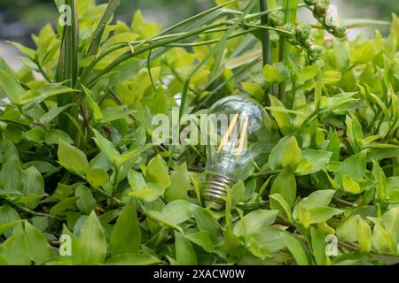 Eco-sustainable LED bulbs not only have a longer life cycle, but can be recycled. The LED is the semiconductor that produces brightness when electric Stock Photo