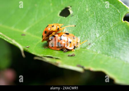 Close-up macro of tortoise beetle bug orange color outdoor Stock Photo ...
