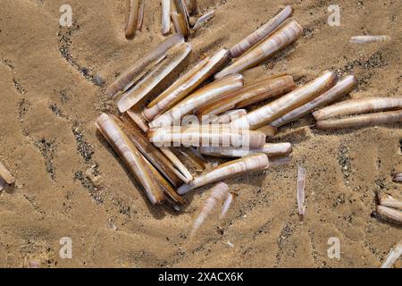razor shells on beach, wells-next-the-sea, north norfolk, england Stock Photo