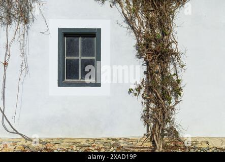 photography of a wall of old white Alpine farmhouse with small window and climbing vines on cloudy winter day Stock Photo