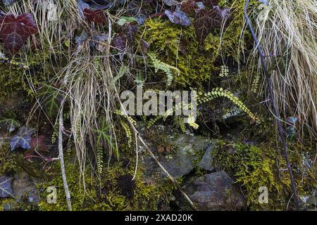 close-up photography of a wet grey stone wall with green moss, fern, grass and tiny plants Stock Photo