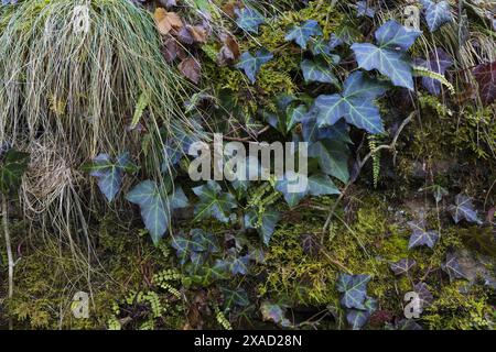 close-up photography of a wet stone wall covered with green moss, ivy leaves, grass and fern Stock Photo