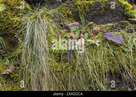 close-up photography of a wet stone wall with green moss, grass, tiny plants and brown leaves Stock Photo
