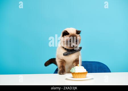 A fluffy cat perched on a table, eyeing a tempting cupcake in front of it. Stock Photo
