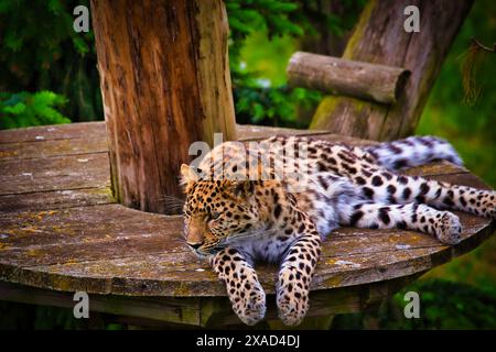 A leopard resting on a wooden platform in a forested area. The leopard has a relaxed posture with its front legs hanging off the edge of the platform. Stock Photo