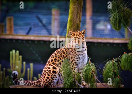 A leopard sitting on a wooden platform surrounded by green foliage in a zoo enclosure. Stock Photo