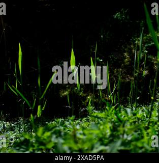light-flooded green young leaves and sprouts of common reed (Phragmites australis) Stock Photo