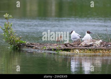 A pair of Black Headed gulls looking after their three chicks. Chicks were hatched on a small floating platform at of one of the Lackford Lakes Stock Photo