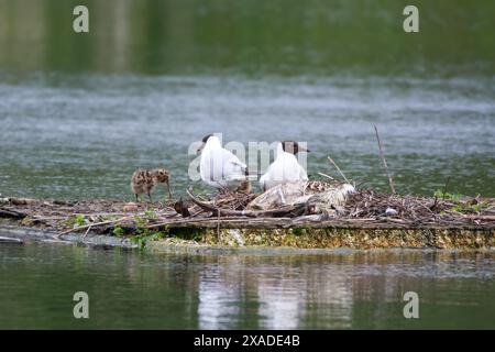 A pair of Black Headed gulls looking after their three chicks. Chicks were hatched on a small floating platform at of one of the Lackford Lakes 2 Stock Photo