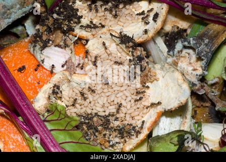 Ant nest in Compost bin Stock Photo