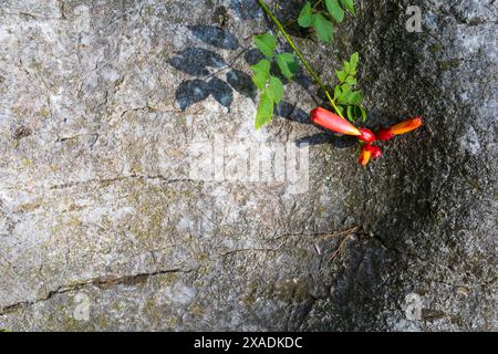 close-up photography of a Campsis branch with green leaves and red yellow flower buds on a large gray granite rock Stock Photo