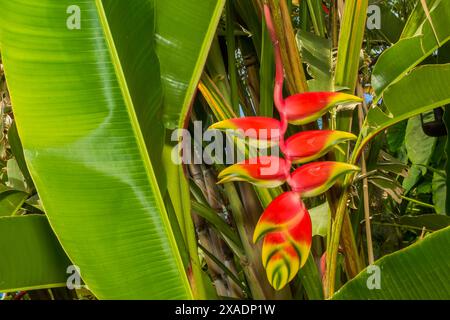 Hanging Lobster Claw - Heliconia rostrata Stock Photo