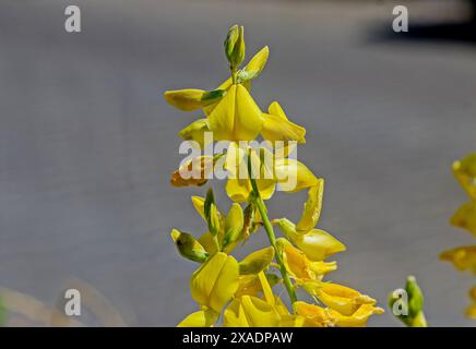 Sunn Hemp (Crotalaria juncea) is a tropical Asian plant from the legume family. It is generally accepted that it originates from India. It grows on it Stock Photo