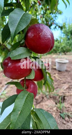 Ripe red nectarine fruits on tree. Vertical shooting, close up. Stock Photo