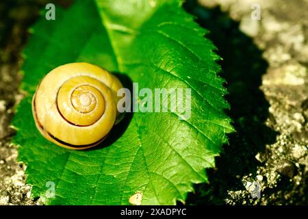 A small, yellow and white snail is sitting on a leaf. The snail is on a leaf that is green and has a slightly brownish tint. The leaf is on a surface Stock Photo