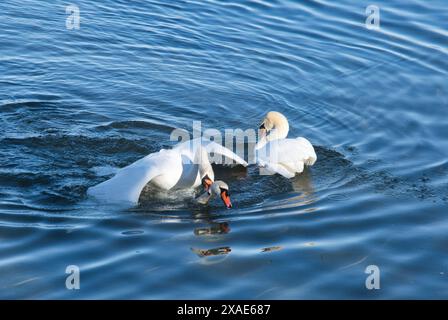 Two swans are swimming in a body of water. One of the swans is eating. The other swan is swimming behind it Stock Photo