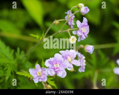 Pink shaded white flowers of the double form of the hardy perennial meadow cranesbill, Geranium pratense 'Summer Skies' Stock Photo