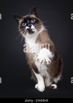 Beautiful senior Snowshoe cat, sitting up facing front. Looking towards camera with wise blue eyes and one paw reaching to viewer. Isolated on a black Stock Photo