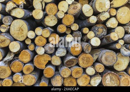 photography of tree trunk cuts in a pile, wooden texture background Stock Photo