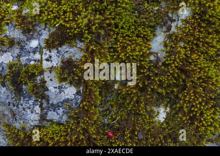 photography of a grey granite wall with green moss and red berries, natural stone texture background Stock Photo