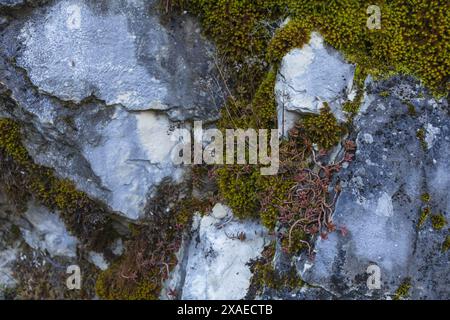 photography of a grey granite wall with green moss, tiny succulents and plants, natural stone texture background Stock Photo