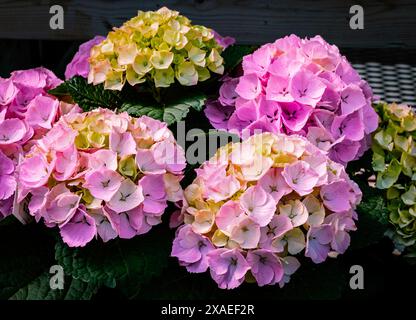 Clusters of pink and lime green Bigleaf Hydrangea (Hydrangea macrophylla) flowers in a summer garden, Hamilton, Ontario, Canada. Stock Photo
