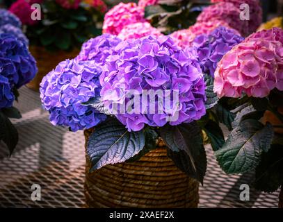 Clusters of pink and lime green Bigleaf Hydrangea (Hydrangea macrophylla) flowers in a summer garden, Hamilton, Ontario, Canada. Stock Photo