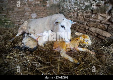 New born lamb and ewe inside barn with straw covered floor, Cotswolds, Gloucestershire, England, United Kingdom, Europe Stock Photo