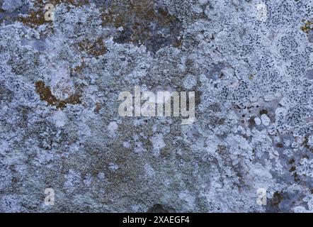 close-up photography of grey granite stone covered by lichen and moss, nature texture background Stock Photo