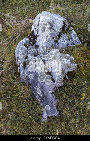 close-up photography of grey granite stone covered by lichen and moss on an autumn grass lawn, nature texture background Stock Photo