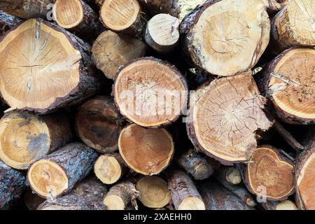 photography of tree trunk cuts in different sizes and kinds in a pile, wooden texture background Stock Photo