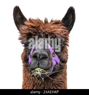 Lama isolated on white background. Portrait of black brown Lama Alpaca with purple halter chewing on grass. Stock Photo